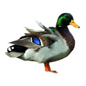 APPEAU FUZEAU CANARD