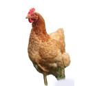 APPEAU FUZEAU POULE