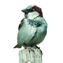 APPEAU FUZEAU MOINEAU 
