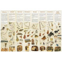POSTER HISTOIRE DES INSTRUMENTS