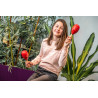 Maracas | La Paire | En bois | Coloris Rouge | Fuzeau