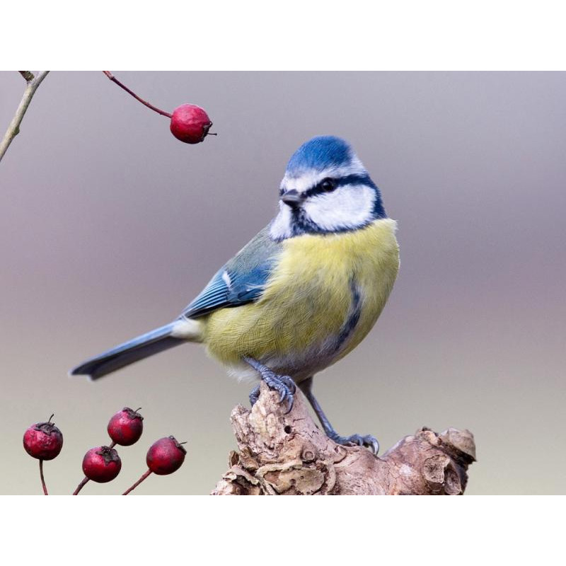 Appeau Pour Mésange Bleue – Les Zapos – Bois – Fabriqué En France (Occasion)