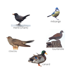 Coffret 5 Appeaux Soufflés | Imiter le son des OIseaux | Campagne | Fuzeau