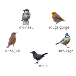 Coffret 5 Appeaux | Imiter le son des Oiseaux des Jardins | Fuzeau
