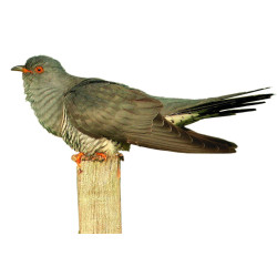 Appeau Coucou | Sifflet Oiseau | Imitation du Coucou | Fuzeau