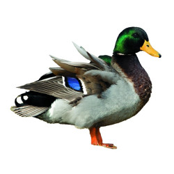 L'APPEAU CANARD