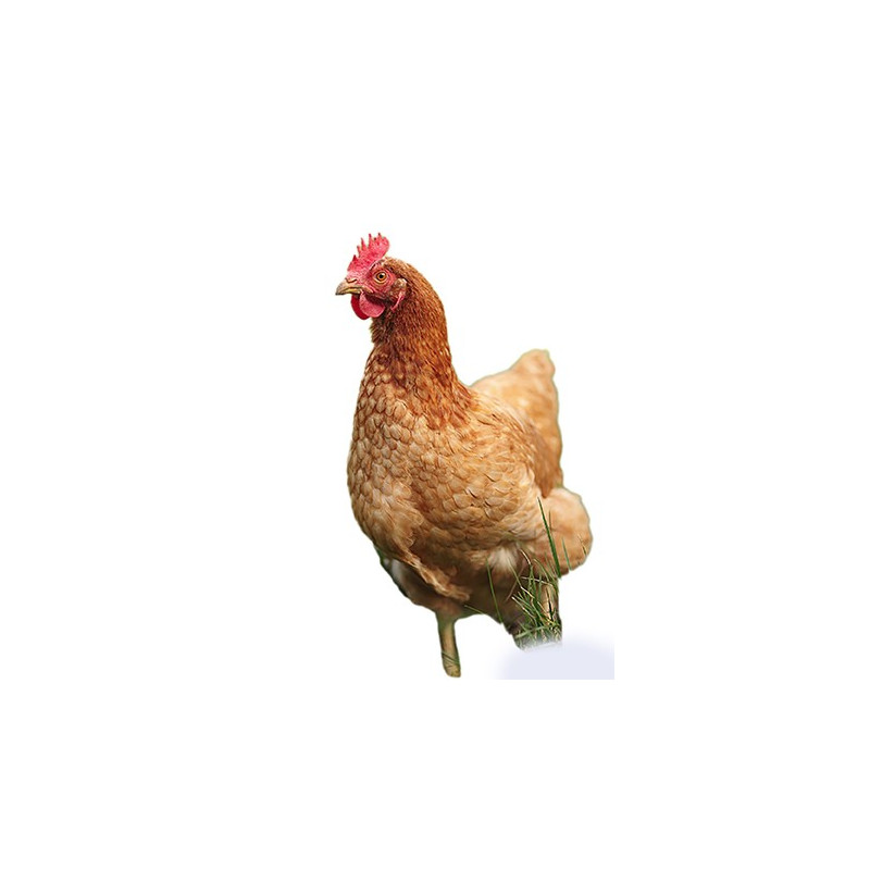 Fuzeau - Appeau Coucou - Reproduction Chant De L’Oiseau - Accessoire Musique Nature, Observation Et Éveil Sonore - Découverte Musicale Et Activités