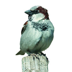Appeau Moineau | Sifflet Oiseau | En Cuir | Fuzeau