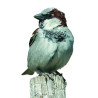 Appeau Moineau | Sifflet Oiseau | En Cuir | Fuzeau