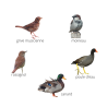 Coffret 5 Appeaux Manuels | Reproduire le son des Oiseaux | Fuzeau