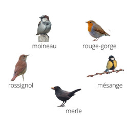 COFFRET DE 5 APPEAUX POUR IMITER LE SON DES OISEAUX DES JARDINS