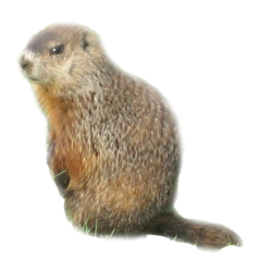 Appeau Marmotte | Nature | Fuzeau Séniors