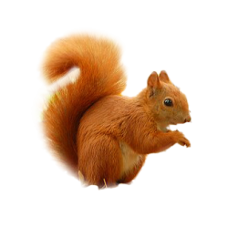 Appeau Ecureuil Roux | Imitation | Nature | Fuzeau Séniors