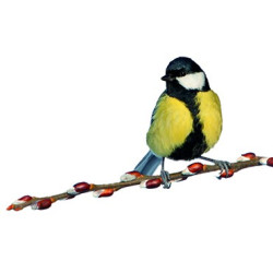 Appeau | Oiseau Mésange | Nature | Détnte | Fuzeau Séniors
