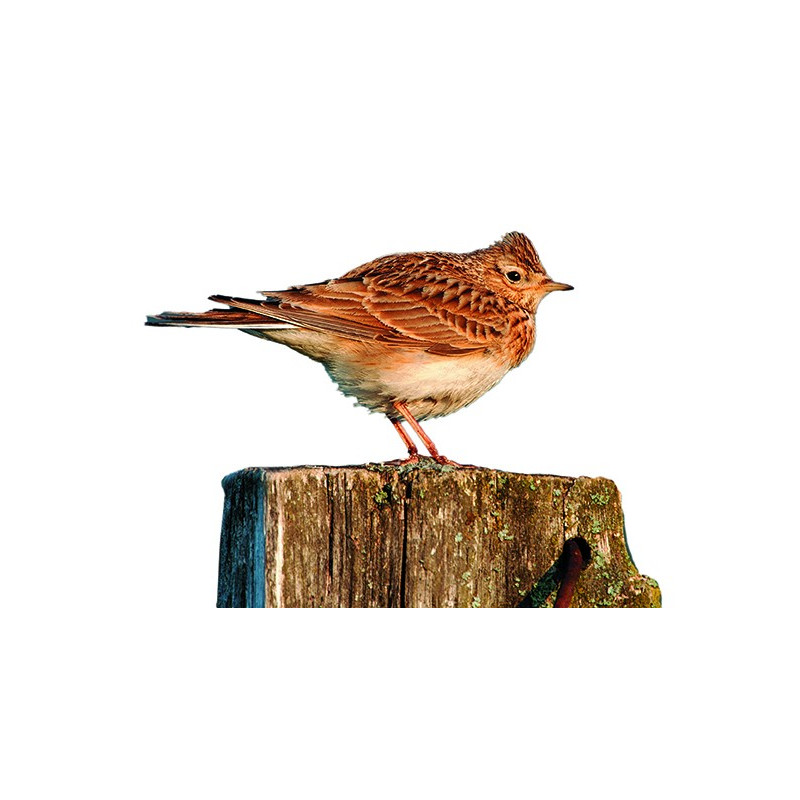 Appeau Fuzeau – Imite Le Chant De La Chouette Hulotte – Pour Oiseaux – Neuf