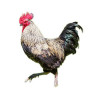 L'APPEAU COQ