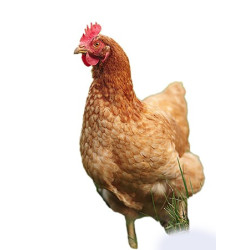 L'APPEAU POULE