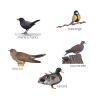 Coffret 5 Appeaux Soufflés | Imiter les Oiseaux Campagne | Fuzeau Séniors